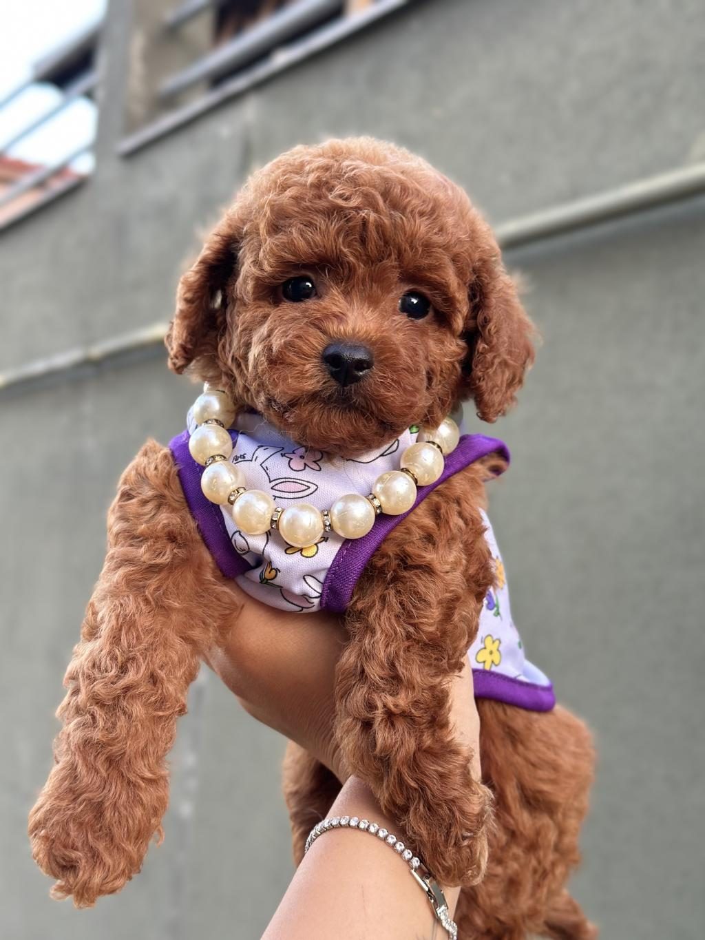 ORJİNAL TOY POODLE YAVRULAR