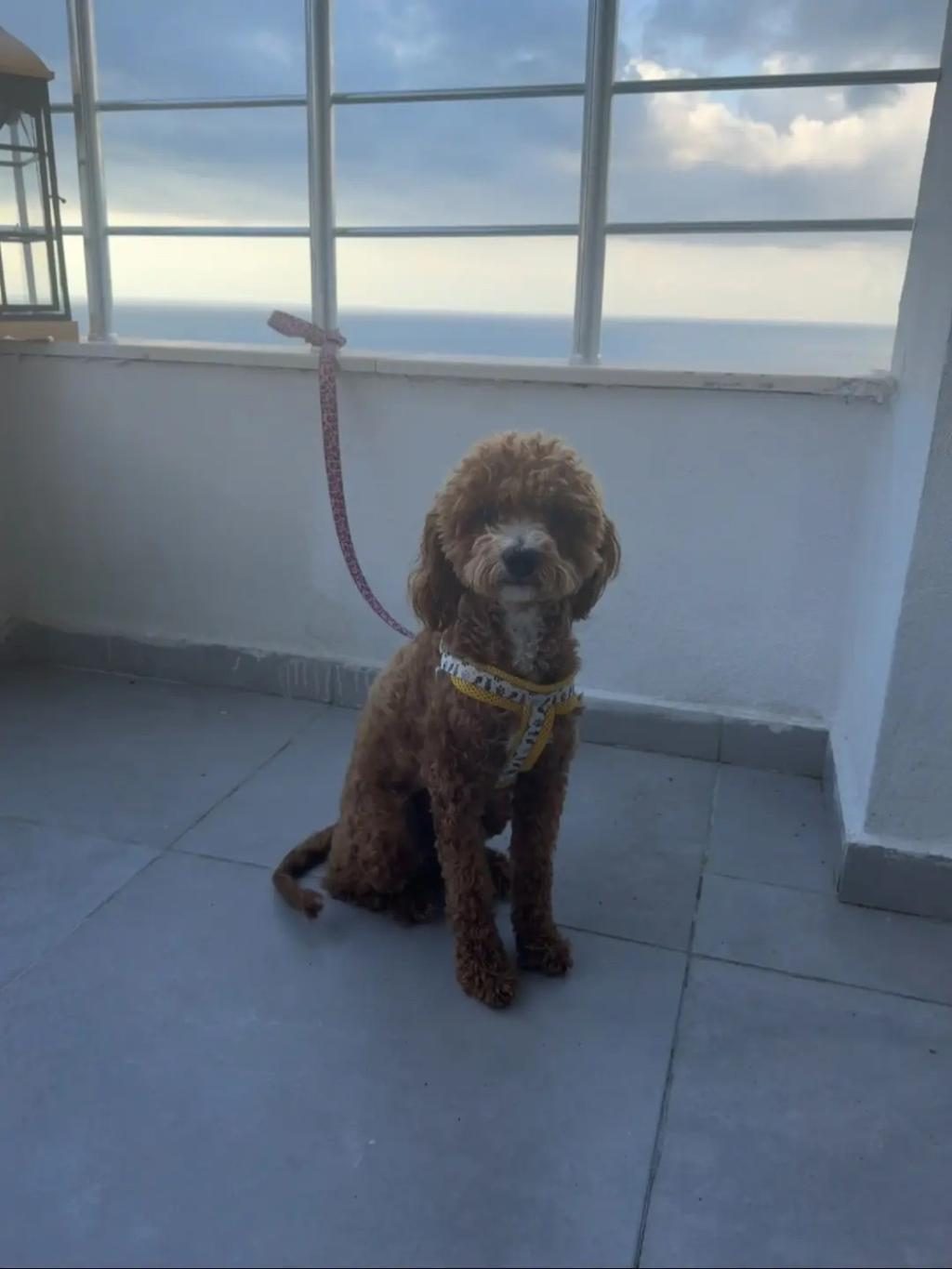 TOY POODLE 8 AYLIK