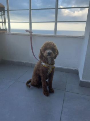 TOY POODLE 8 AYLIK - Toy Poodle - Adana