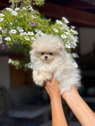 POMERANİAN BOO YAVRULARIMIZ EVİNİZİN NEŞESİ OLACAKTIR - Pomeranian Boo - İstanbul
