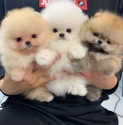POMERANİAN BOO YAVRULARIMIZ EVİNİZİN NEŞESİ OLACAKTIR - Pomeranian Boo - İstanbul