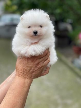 POMERANİAN BOO YAVRULARIMIZ EVİNİZİN NEŞESİ OLACAKTIR - Pomeranian Boo - İstanbul