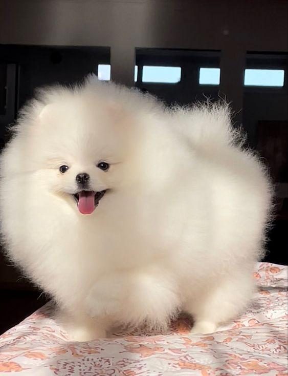POMERANİAN BOO YAVRULARIMIZ EVİNİZİN NEŞESİ OLACAKTIR