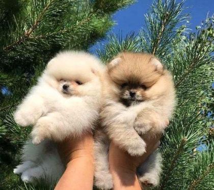 POMERANİAN BOO YAVRULARIMIZ EVİNİZİN NEŞESİ OLACAKTIR - Pomeranian Boo - İstanbul