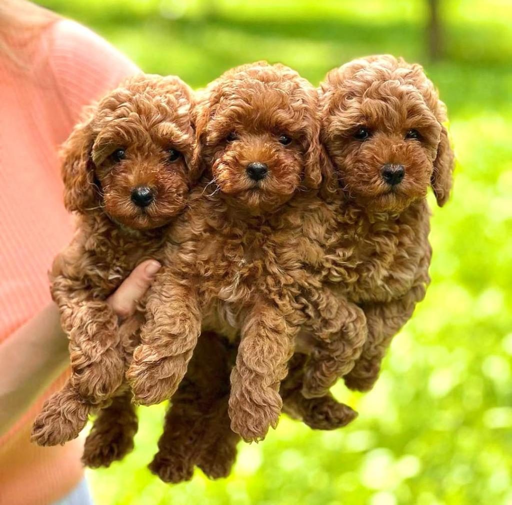 EVİNİZİN NEŞESİ OLUCAK TOY POODLE YAVRULAR