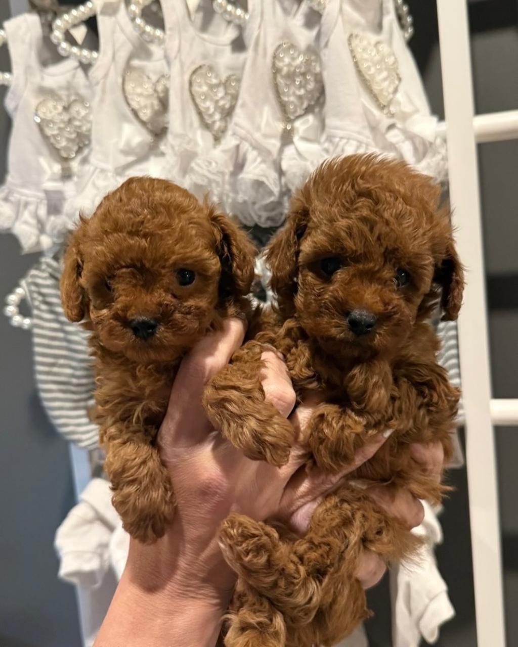 KİLO GARANTİLİ ERKEK DİŞİ TOY POODLE YAVRULAR