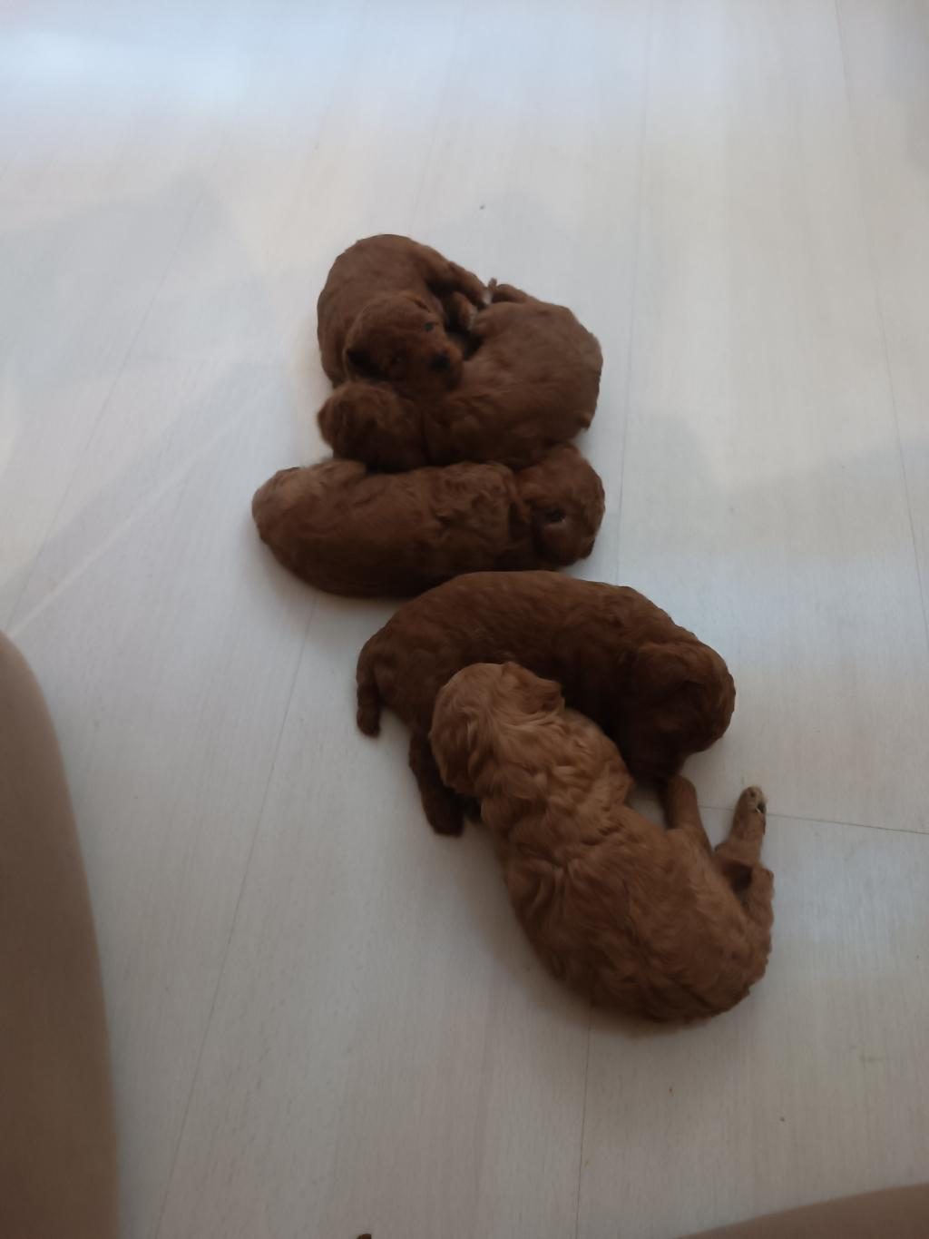 YENİ YUVASINI ARIYOR KÖPEĞİMİZ