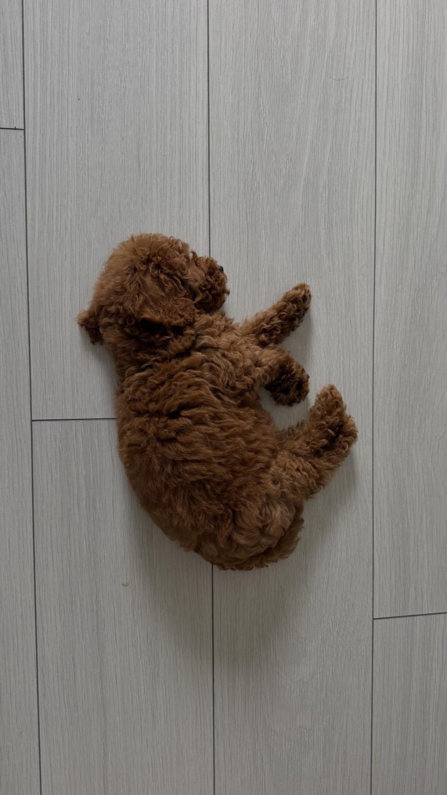 ERKEK TOY POODLE YAVRU