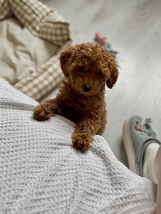 NEŞE KAYNAĞI TOY POODLE - Toy Poodle - Aydın