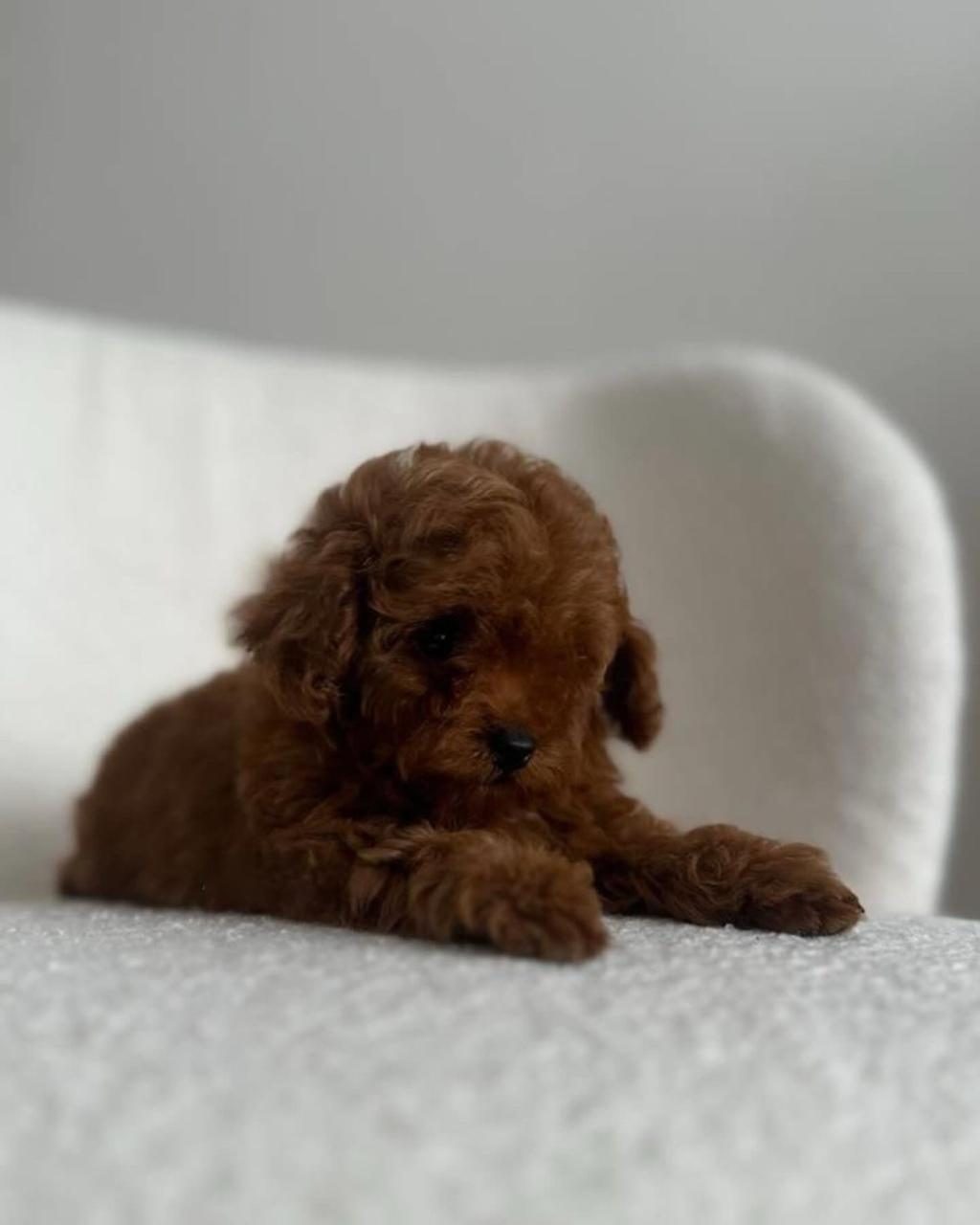 IRK GARANTİLİ RED BROWN TOY POODLE