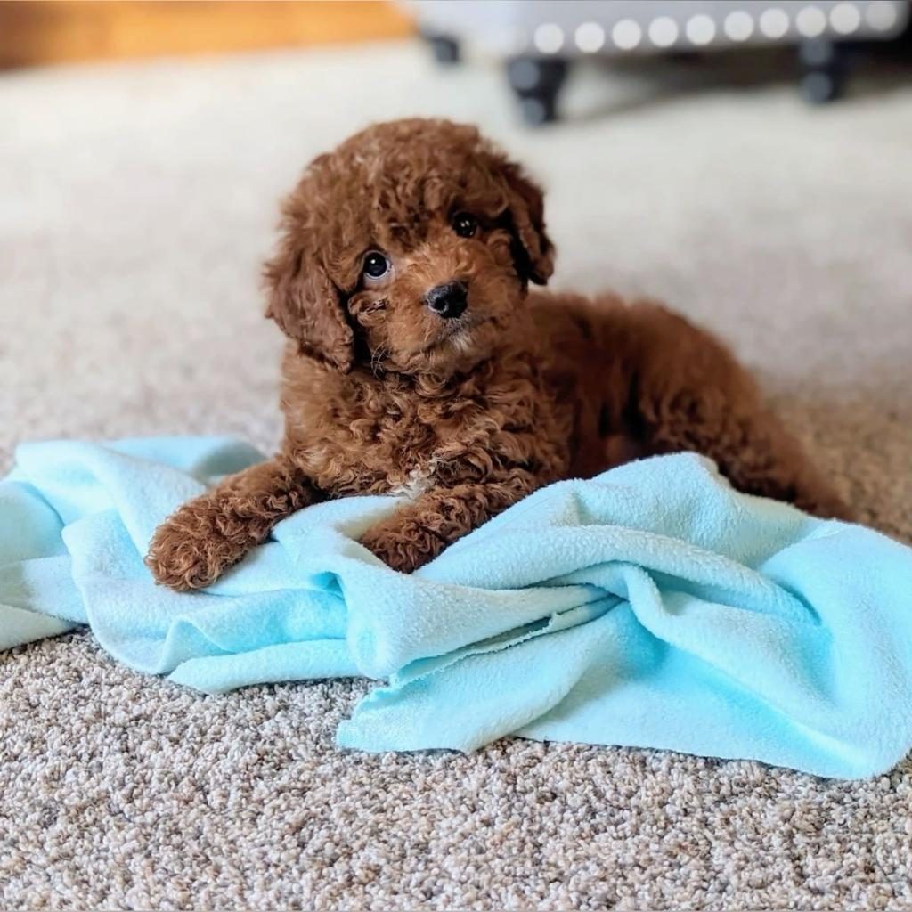 IRK GARANTİLİ TOY POODLE