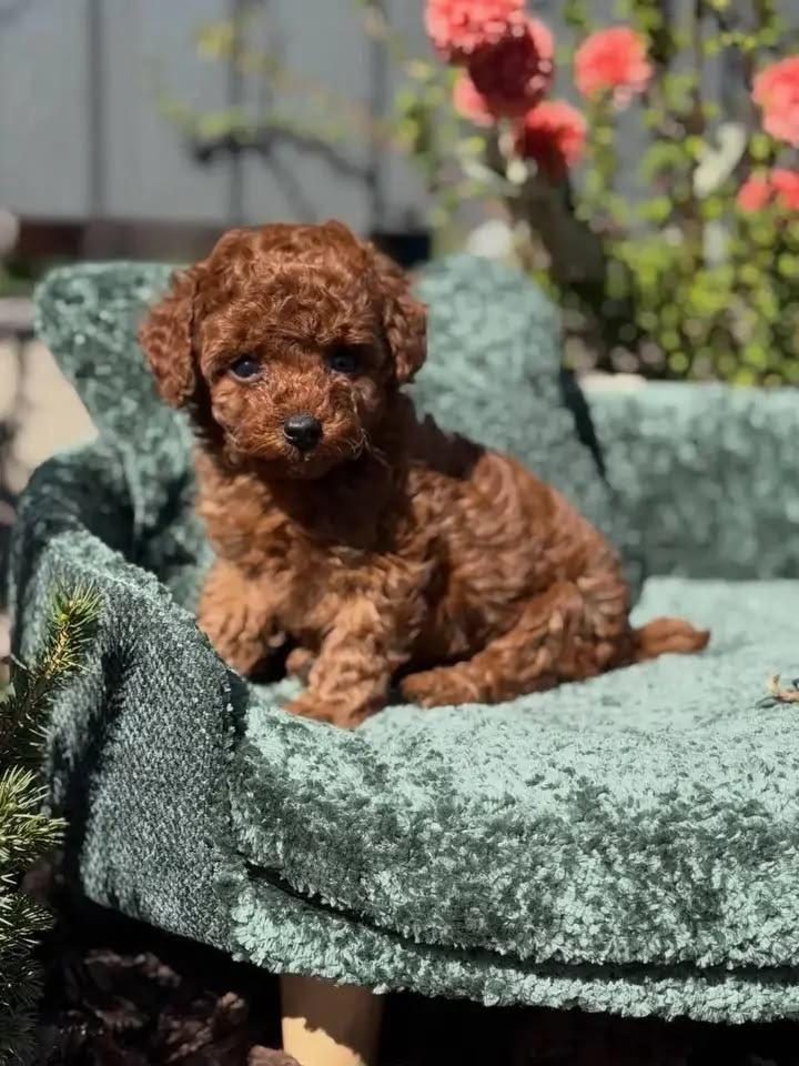 TUVALET EĞİTİMLİ TOY POODLE