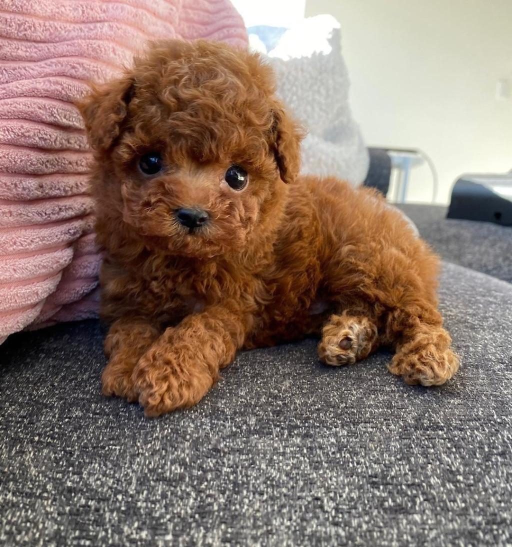 IRKININ EN GÜZELİ TOY POODLE BEBEKLER