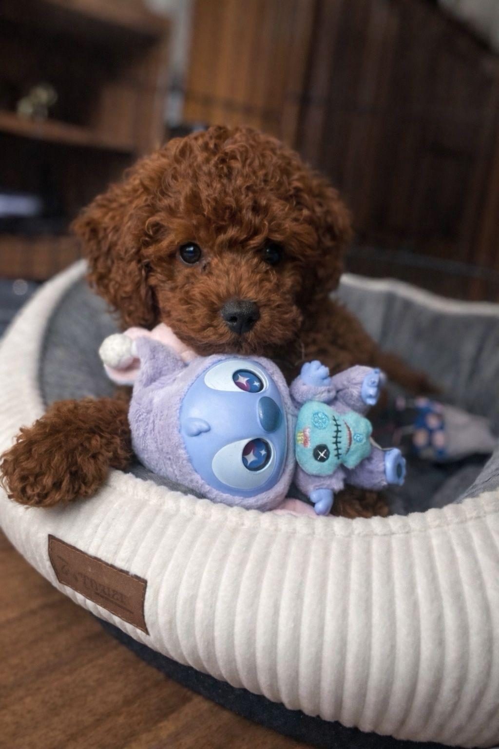 ORİJİNAL TOY POODLE