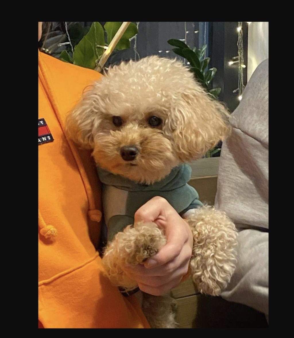 YETİŞKİN TOY POODLE DİŞİ