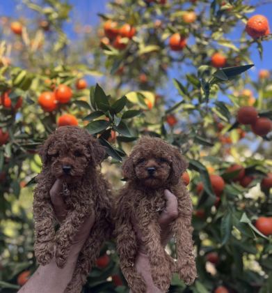 RED BROWN TOY POODLE YAVRULARIMIZ - Toy Poodle - Adana