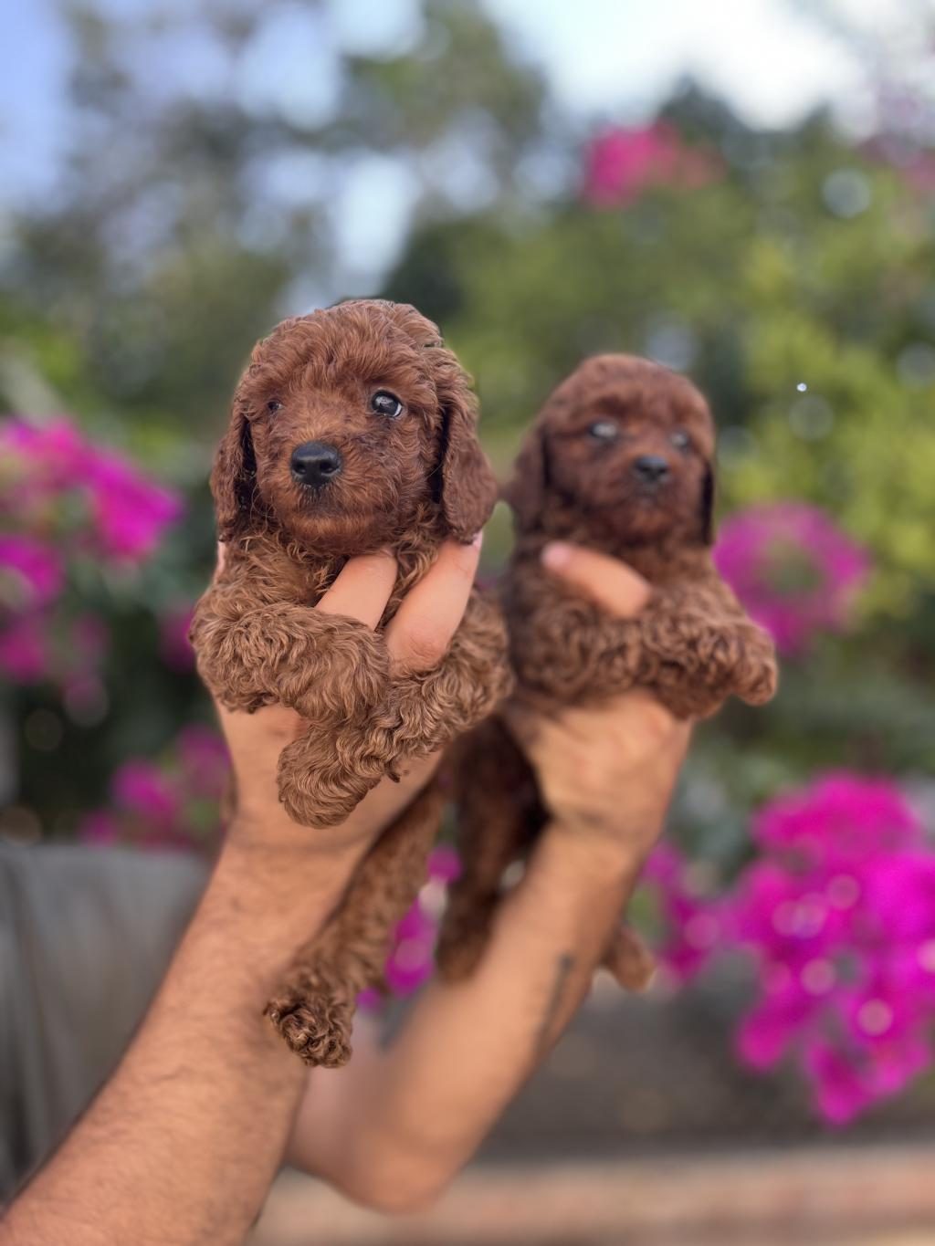 RED BROWN TOY POODLE YAVRULARIMIZ