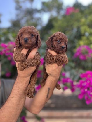 RED BROWN TOY POODLE YAVRULARIMIZ - Toy Poodle - Adana