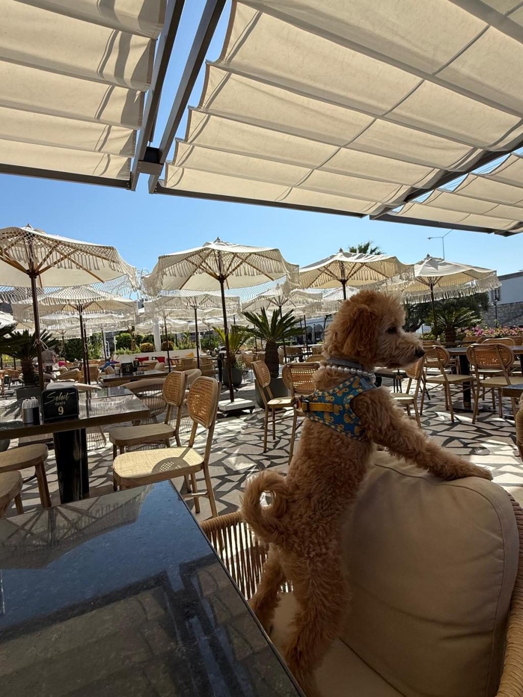 5 AYLIK DİŞİ TOY POODLE
