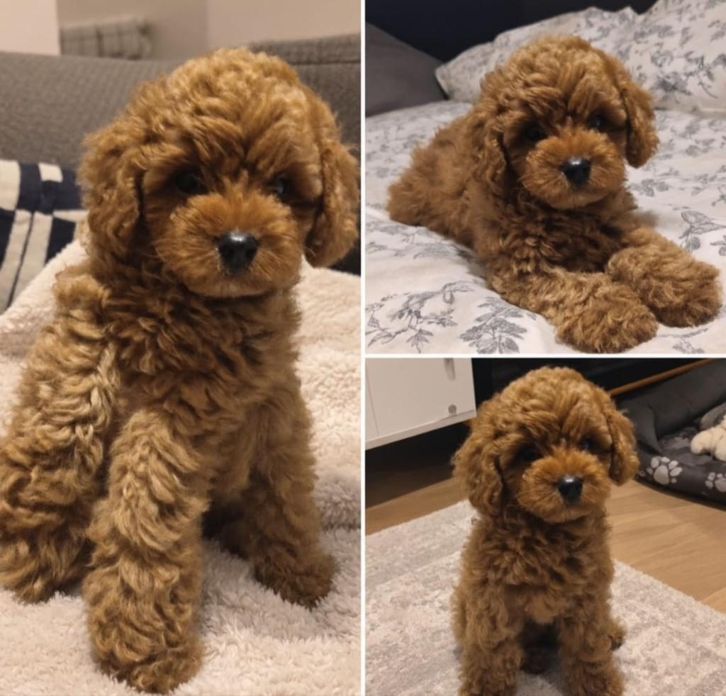 2 AYLIK ERKEK TEACUP POODLE KIZIL TÜY