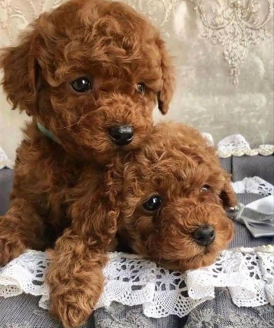TOY POODLE BEBEKLERİMİZ EVİNİZİN NEŞESİ OLACAKTIR