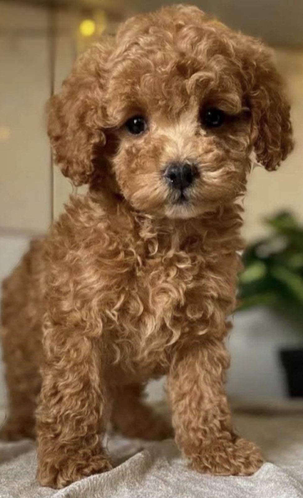 YAVRU TOY POODLE