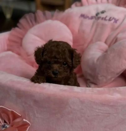 BAL YAVRUMUZ TOY POODLE - Toy Poodle - İstanbul