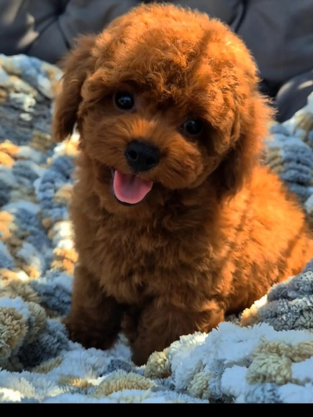 BİSKÜVİ TADINDA TOY POODLE