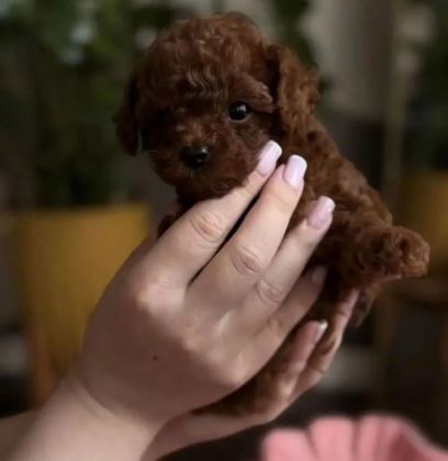 BAL YAVRUMUZ TOY POODLE - Toy Poodle - İstanbul