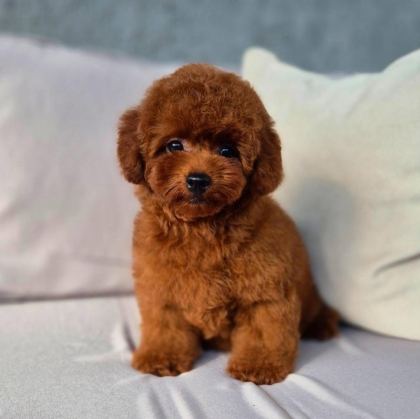 BİSKÜVİ TADINDA TOY POODLE - Toy Poodle - İstanbul