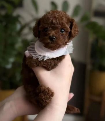 BAL YAVRUMUZ TOY POODLE - Toy Poodle - İstanbul