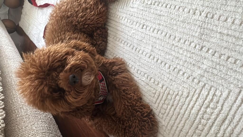 TOY POODLE 2 YAŞINA GİRECEK ERKEK