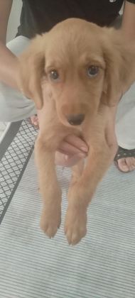 2 AYLIK DİŞİ POODLE - Manisa