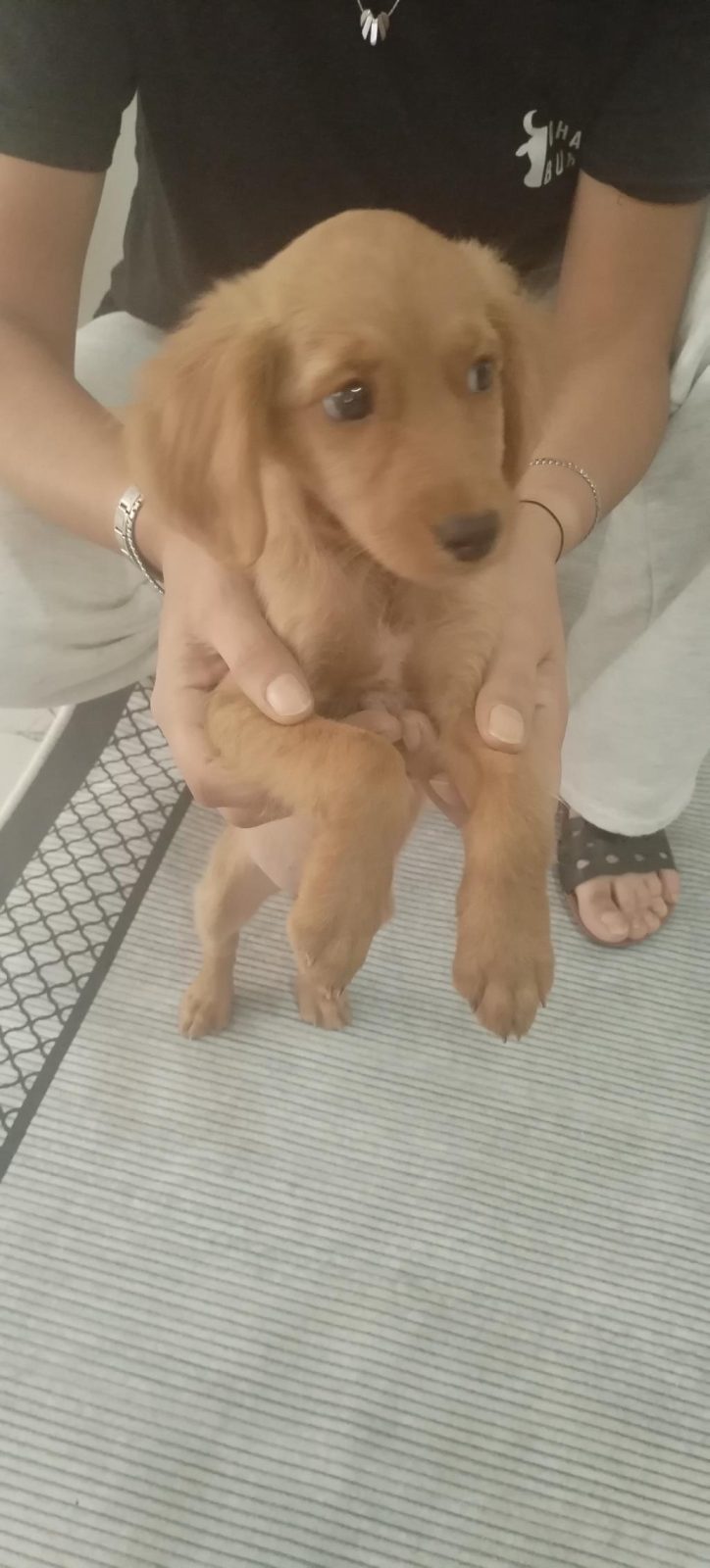 2 AYLIK DİŞİ POODLE