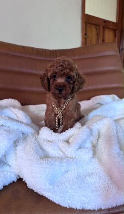 IRK VE SAĞLIK GARANTİLİ POODLE BEBEKLERİ - Toy Poodle - İzmir