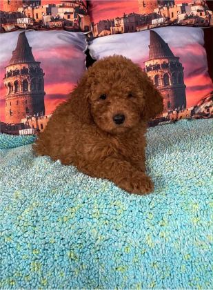 IRK VE SAĞLIK GARANTİLİ POODLE BEBEKLERİ - Toy Poodle - İzmir