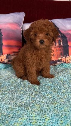 IRK VE SAĞLIK GARANTİLİ POODLE BEBEKLERİ - Toy Poodle - İzmir
