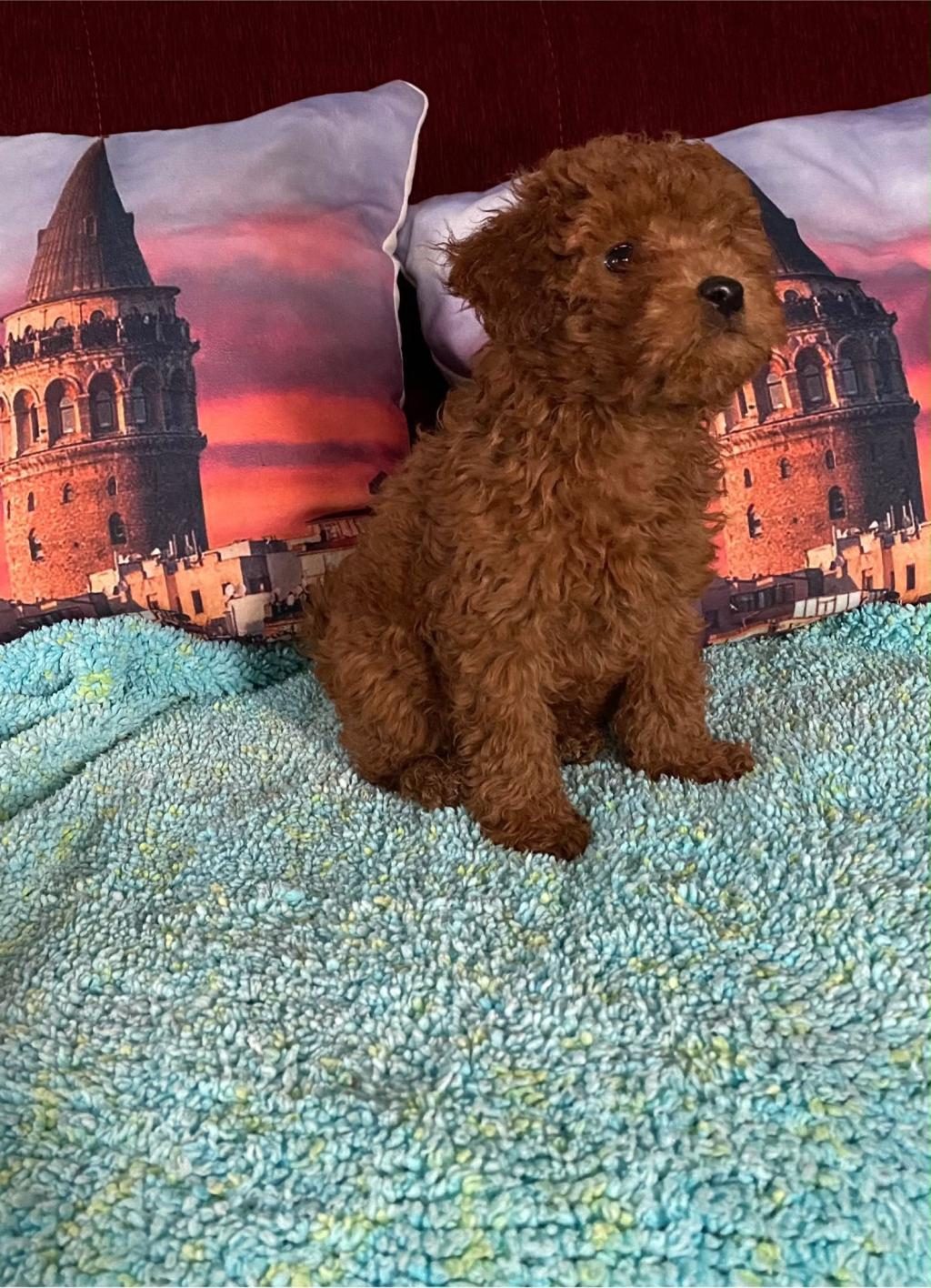 IRK VE SAĞLIK GARANTİLİ POODLE BEBEKLERİ