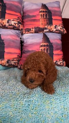 IRK VE SAĞLIK GARANTİLİ POODLE BEBEKLERİ - Toy Poodle - İzmir