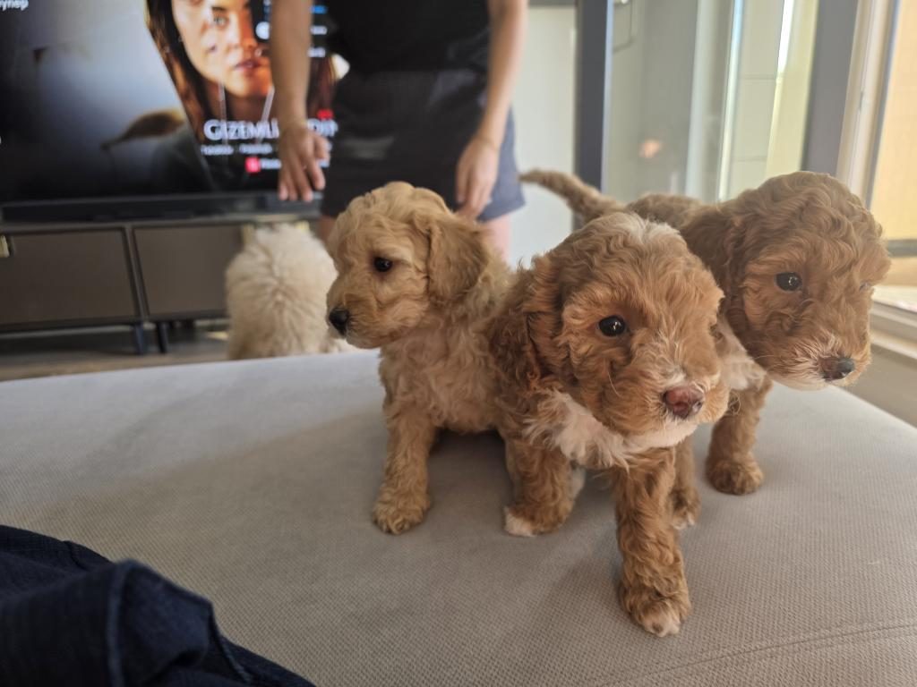 1 AYLIK ERKEK KAHVE POODLE SAHİPLENDİRİLECEK