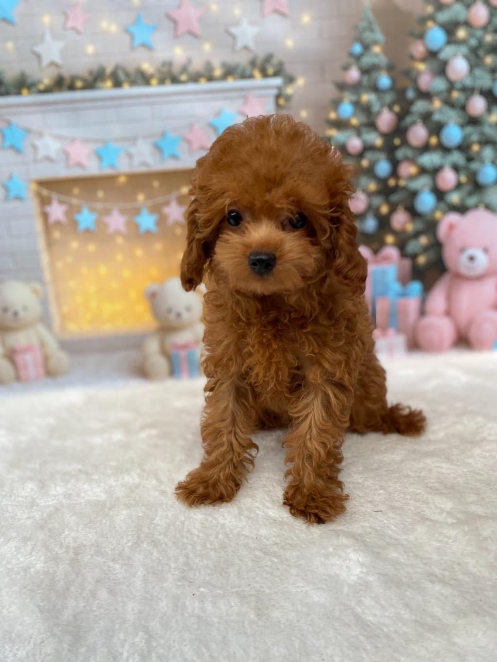 TOY POODLE 3 AYLIK DİŞİ