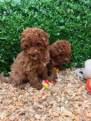 BURKEMDEN A KAN TOY POODLE YAVRULARIMIZ - Toy Poodle - Bursa