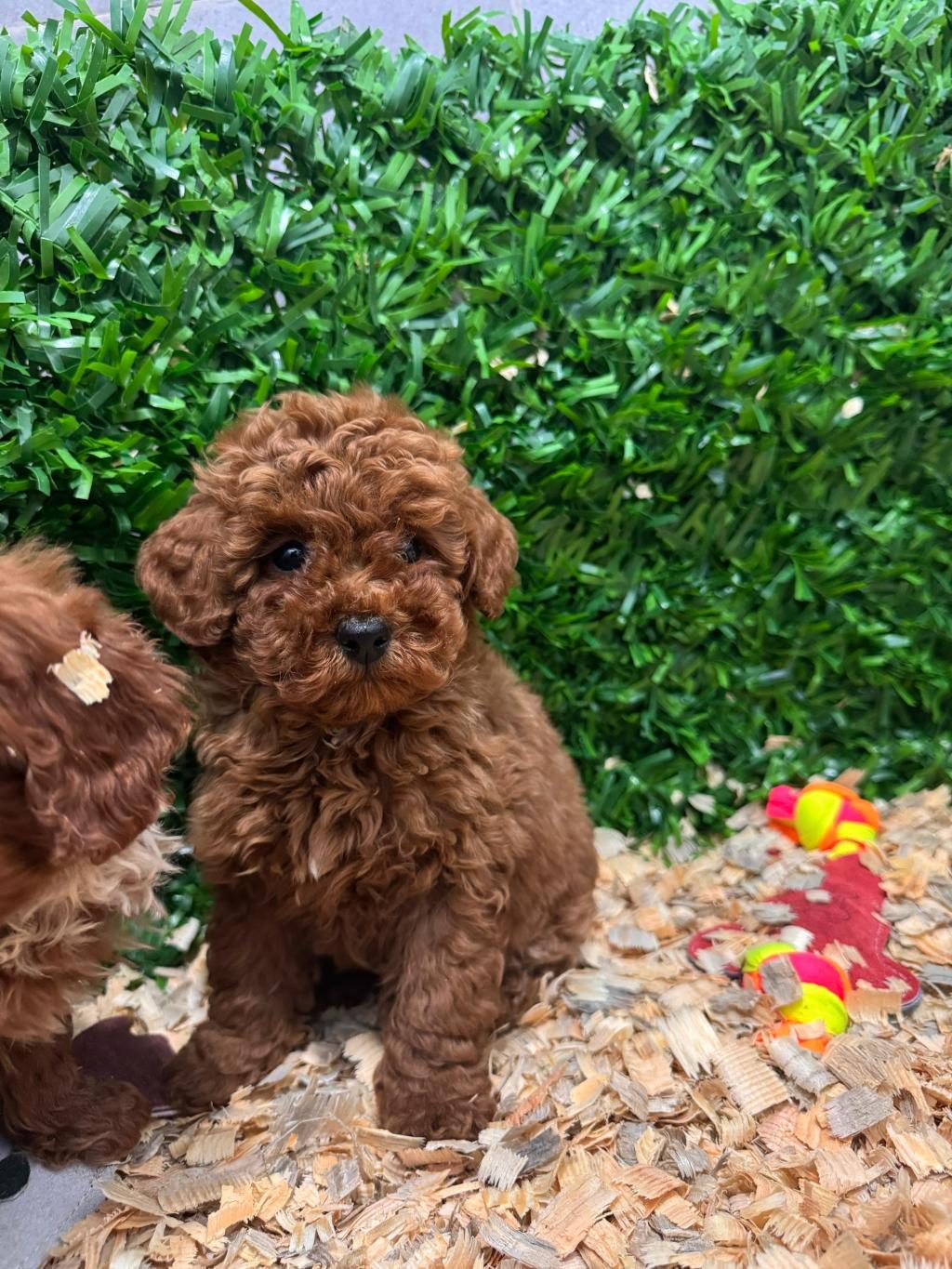 BURKEMDEN A KAN TOY POODLE YAVRULARIMIZ