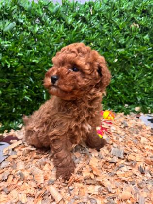 BURKEMDEN A KAN TOY POODLE YAVRULARIMIZ - Toy Poodle - Bursa