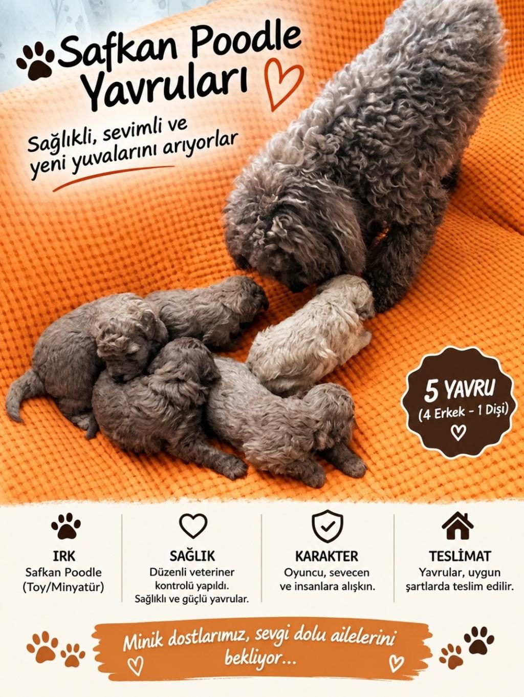 TOY POODLE 3 DİŞİ 2 ERKEK SAĞLIK BOY KİLO GARANTİLİ