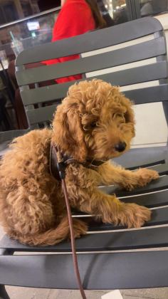 4 AYLIK POODLE - Toy Poodle - Nevşehir