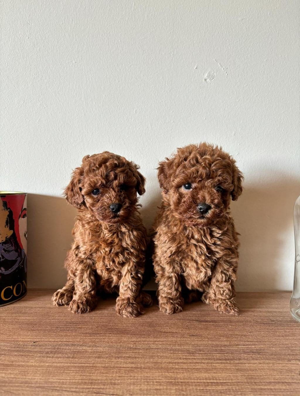 UYGUNA AİLEDEN TOY POODLE