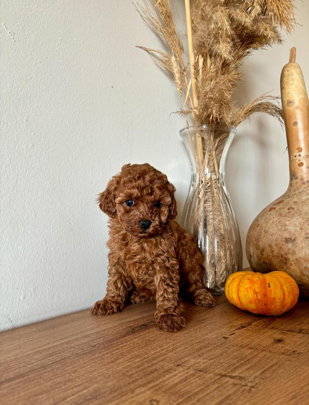 AİLEDEN UYGUNA RED BROWN TOY POODLE