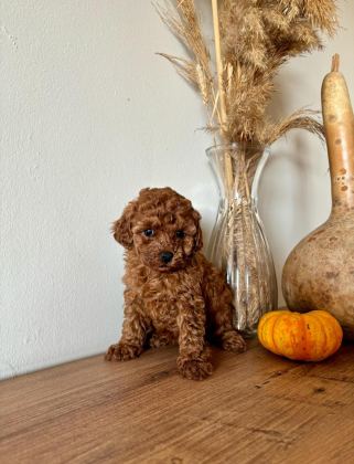 UYGUNA AİLEDEN TOY POODLE - Toy Poodle - İzmir