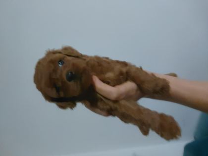 DİŞİ POODLE YAVRULAR KORE BABADAN - Toy Poodle - Antalya